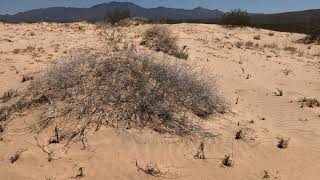 Plant adaptations at Kelso Dunes