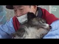 Dog Consoles His Grandpa By Wiping His Tears (Part 2) | Kritter Klub