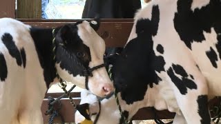 Haddam Neck Fair is one of Connecticut's major agricutlural fairs