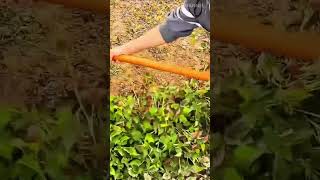 clearing dense wild green weeds from land surface area using long handle metal hoe agricultural tool