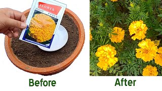 How to grow marigold flower from seeds
