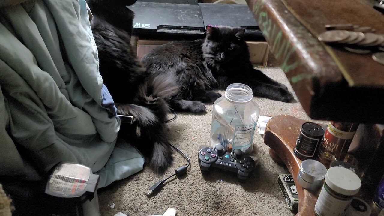 DJ Mw Fresh! _ "Henry & Jeannie shout out! 3" Kittehs_ ... chillin... 62621 # MXR Plays_ *MW Fresh!