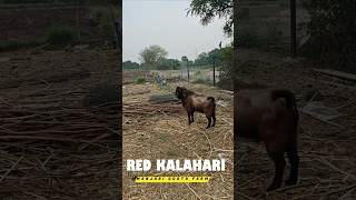 Agri Business|Red Kalahari Manjari Goat Farming | लाल कालाहारी | #shorts #explore #newtrend