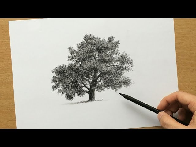 Buy Charcoal Pencil Sketch, 6 X 4 Nature, Bare Trees, Drawing Over a Stone  Fence Online in India - Etsy