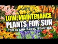 🔥🌼 SUN-BAKED BEAUTIES! 10 Low-Maintenance Plants That Thrive in Full Sun 🌞