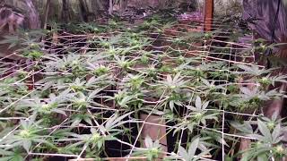 Indoor Candyland Grow: Week3 Day17