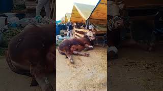 İstanbul Çobançeşme Kurban Satış Yeri Kurban Pazarlığı