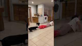 Dachshund Sabotages Sack Race and Pulls Woman Down to Help Kid Win