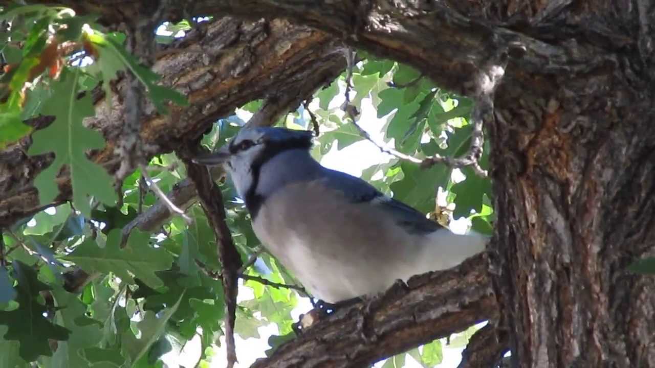 September 10, 2013 - Blue Jay Cracking Open An Acorn - YouTube