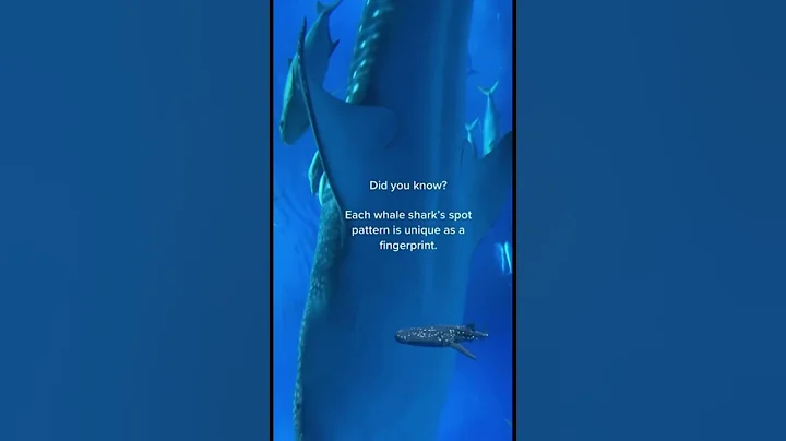 Did you know this about whale sharks? #shorts #whaleshark #animals #ocean #didyouknow #funfacts