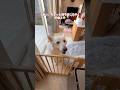 「ちょっと待つ」がちょっと過ぎる大型犬【ホワイトシェパード】　#shorts