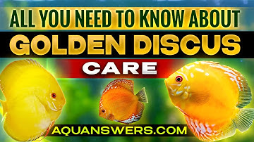 Golden Discus: A Guide to Care, Beauty, and Elegance in Your Aquarium