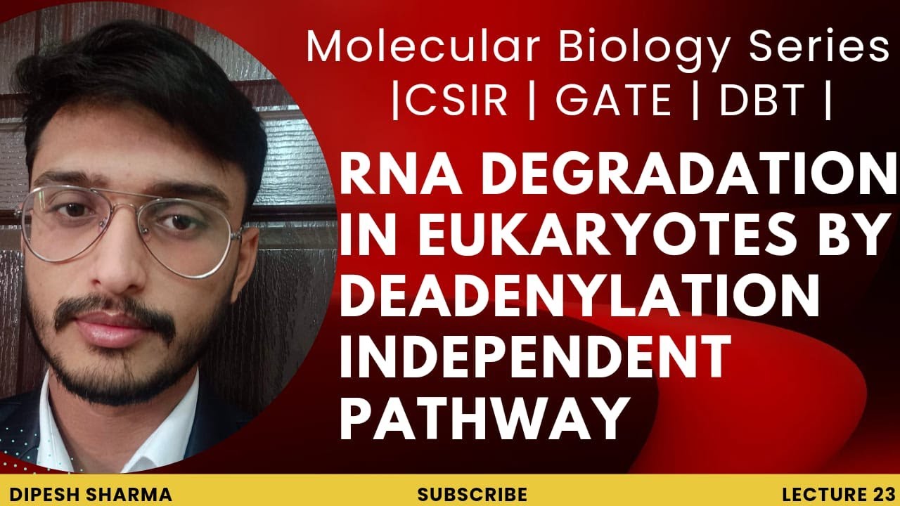 Molecular Biology Lecture 23 | mRNA Degradation In Eukaryotes By ...