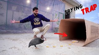 Finally Guinea Fowl Traped  || Birds Trap