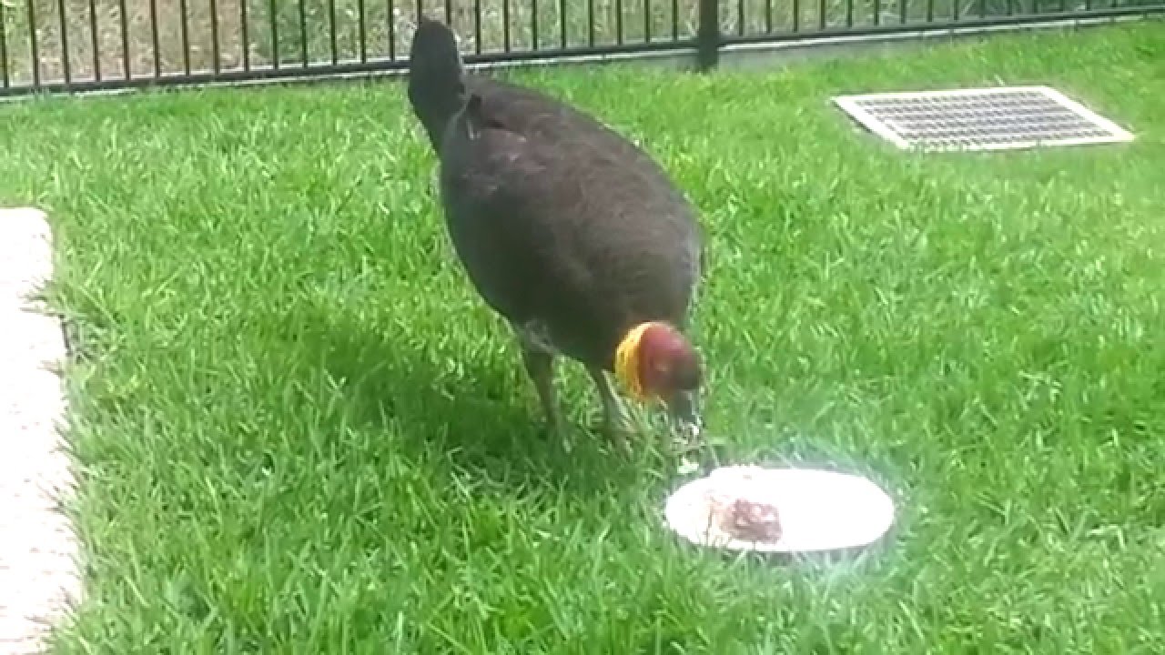Vegan Turkey Eating Raw Cake