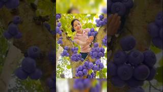 Harvest Purple Figs And Goes To Market Sale Forageharvest