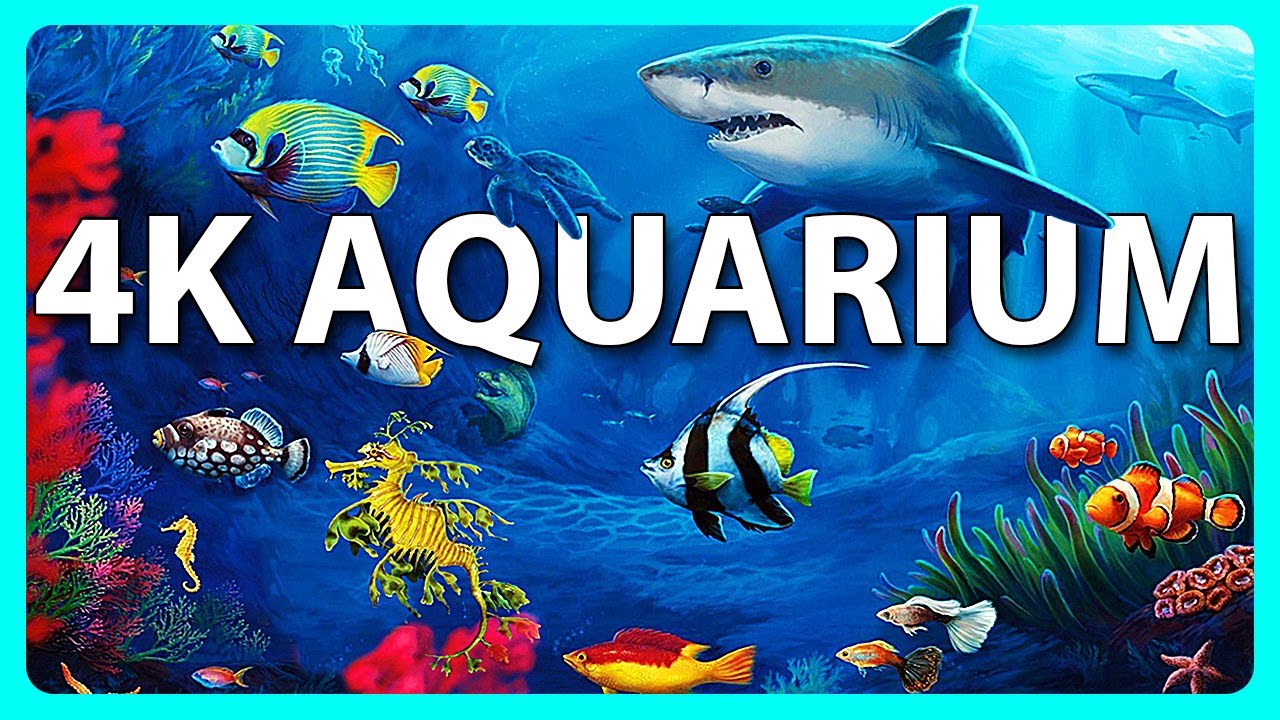 24 HOURS of 4K Underwater Wonders + Relaxing Music - The Best 4K Sea Animals for Relaxation