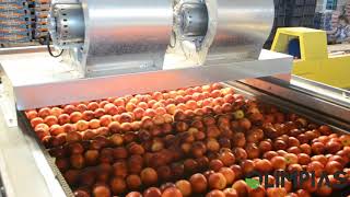 OLIMPIAS S.A. | Grading-sizing-sorting and processing line for nectarines.