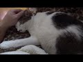 猫を愛でながらダイエットしようと思う的な話