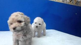 FRENCH POODLE MINITOY  y TACITA ACEPTAMOS TARJETAS