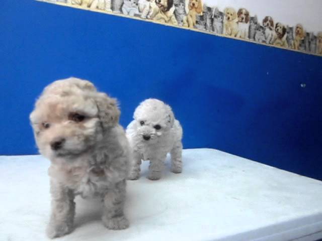 French Poodle Mini Toy You