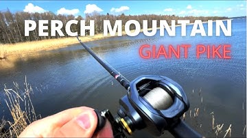 Custom Shimano Metanium DC w drag click. Pike on!