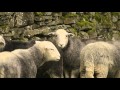 The Shepherd's Life trailer