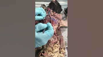 A&P 2 Lab Cat Dissection video #2