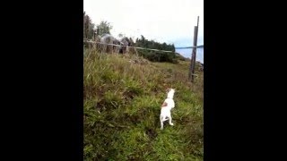 Hilarious Jack Russel Puppy Meets Sheeps