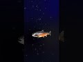 Fish Animation in After Effects with Reacto - Reactive Motion Tool