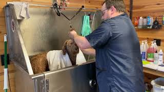 TOWEL DRY DOG by Jarrod Whaley 79 views 4 months ago 56 seconds