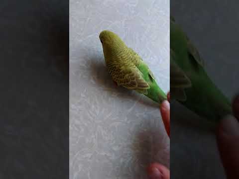 Маша не может летать.Что делать?