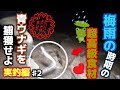 【青ウナギ】梅雨の超高級食材青ウナギを捕獲せよ！♯2実釣編