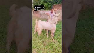 jamunapari male_jodi bakra pets animals rkgoats rkbrother goatfarming  kurbani_goat Chambal