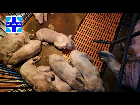 Xót ruột với đàn lợn bị đi ỉa mãi không khỏi