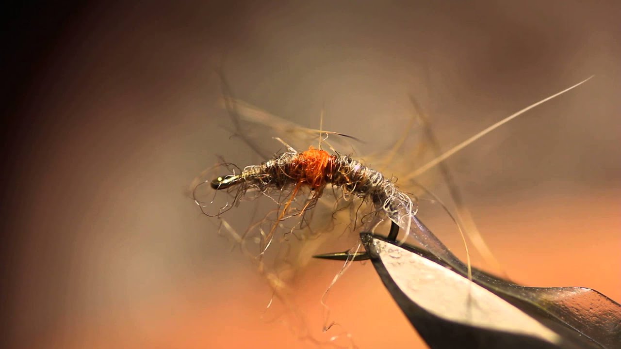 un de mes gammares 2015