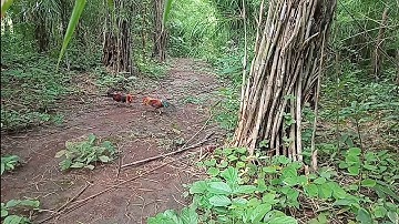 báy gà rừng mới nhất 2021 gặp bôi sung vào đã như thập