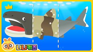 Shark's body is weird! | Shadow Shark Game | Spotted shark? Cookie Cutter Shark? | Animals |NINIkids screenshot 5