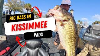 Giant BASS in Kissimmee Chain Bass Tournament