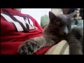 Missi a nedeľné váľanie 🐈🐾