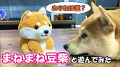 柴犬だいふく Vs 動く柴犬おもちゃ 強い子どっち Shibainu Daifuku Plays Wiz Dog S Toy Youtube 柴犬だいふく Vs 動く柴犬おもちゃ 強い子どっち Shibainu Daifuku Plays Wiz Dog S Toy Youtube