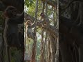 village #trending #viral #shorts #youtubeshorts #viralvideo #short #youtube #ai #anime #art