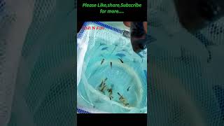 “Hidden Babies?! African Cichlid Mouth Brooding Reveal 🐟” #ytshorts #fishbreeding #cichlid #aquarium