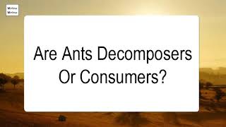 Are Ants Decomposers Or Consumers