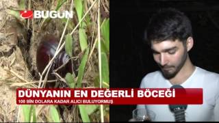 100 Bi̇n Dolarlik Gergedan Böceği̇ni̇ Bahçeye Attilar
