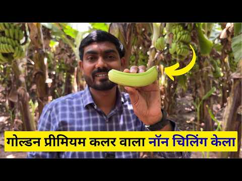 1690-KK : Golden Premium ( गोल्डन प्रीमियम ) कलर वाला नॉन चिलिंग केला | #rahuljawan और #ganeshkisan
