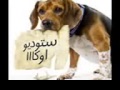 مهرجان اتحاد القوة استوديو اوكااا2013 مهرجان اتحاد القوة استوديو اوكااا2013