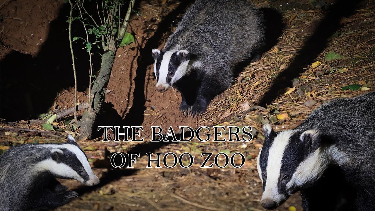 The Wild Badgers At Hoo Zoo's  Badger Hide