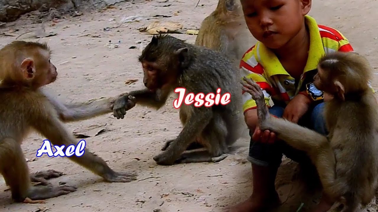 How sweet poor baby monkey Axel make friend with poor orphan Jessie-adorable kid massage for Axel