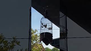 Download Lagu Pleci dakbal juara tingkat RT. MP3